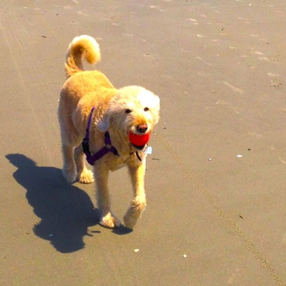 Meet your Posher, Annette